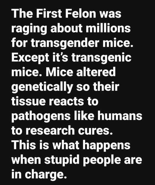 Trans Mice