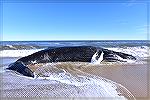 This dead whale beached at Assateague Island is just one among dozens found from Maine to Virginia, since the offshore sonar surveys for wind turbine projects have been conducted along the Atlantic co